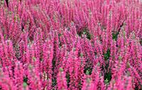 Tuinplant.nl Zomerheide