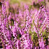 Tuinplant.nl Zomerheide