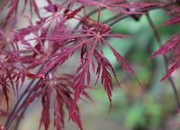 Tuinplant.nl Japanse esdoorn op stam