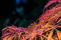 Tuinplant.nl Japanse esdoorn op stam