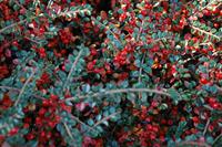 Tuinplant.nl Dwergmispel op stam