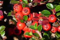 Tuinplant.nl Dwergmispel op stam