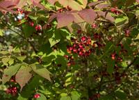 Tuinplant.nl Kardinaalshoed op stam