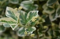 Tuinplant.nl Japanse Kardinaalshoed op stam