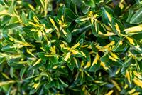Tuinplant.nl Kardinaalshoed op stam