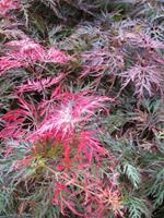 Tuinplant.nl Japanse esdoorn op stam