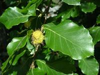 Tuinplant.nl Groene treurbeuk op stam