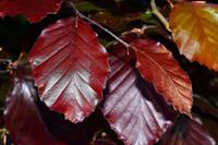 Tuinplant.nl Rode treurbeuk op stam