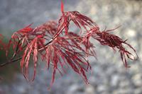 Tuinplant.nl Japanse esdoorn op stam