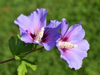 Tuinplant.nl Hibiscus op stam