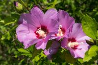 Tuinplant.nl Hibiscus op stam