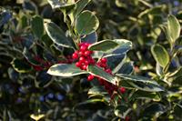 Tuinplant.nl Hulst op stam