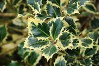 Tuinplant.nl Bonte Hulst op stam