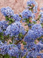 Tuinplant.nl Amerikaanse sering op stam