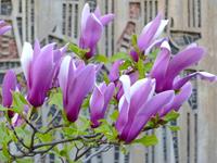 Tuinplant.nl Magnolia op stam