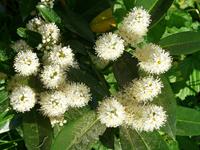 Tuinplant.nl Laurierboom op stam