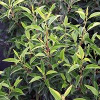 Tuinplant.nl Portugese laurierboom op stam