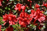 Tuinplant.nl Japanse Azalea