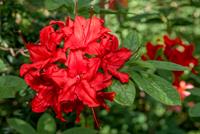 Tuinplant.nl Azalea mollis rood