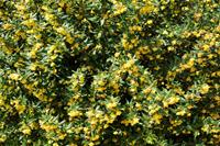 Tuinplant.nl Zuurbes