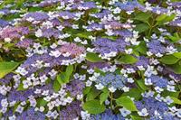 Tuinplant.nl Fluweelhortensia