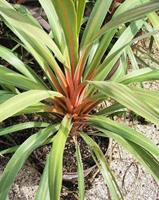 Tuinplant.nl Cordylina
