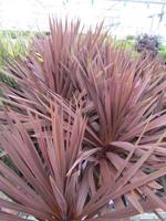 Tuinplant.nl Cordylina