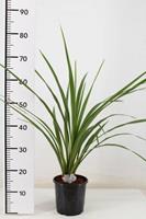 Tuinplant.nl Cordylina