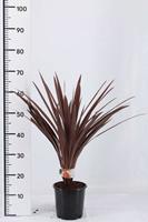 Tuinplant.nl Cordylina