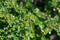 Tuinplant.nl Dwergmispel