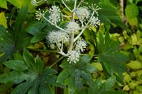 Tuinplant.nl Fatsia japonica
