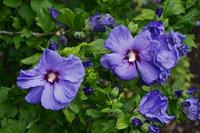 Tuinplant.nl Hibiscus