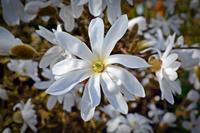 Tuinplant.nl Magnolia op stam