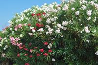 Tuinplant.nl Nerium