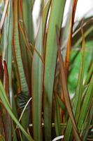 Tuinplant.nl Phormium