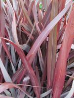 Tuinplant.nl Phormium