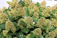 Tuinplant.nl Skimmia