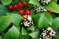 Tuinplant.nl Skimmia
