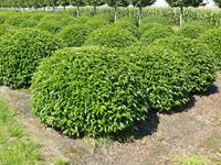 Tuinplant.nl Portugese laurier