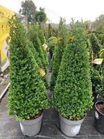 Tuinplant.nl Buxusvervanger kegel