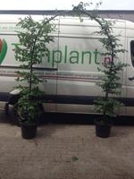 Tuinplant.nl Groene beukenboog
