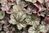 Tuinplant.nl Purperklokje