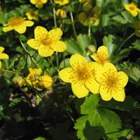 Tuinplant.nl Goudaardbei