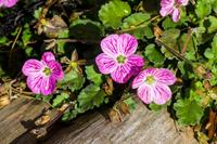 Tuinplant.nl Reigersbek