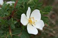 Tuinplant.nl Wilde roos