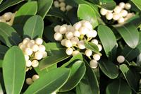 Tuinplant.nl Skimmia