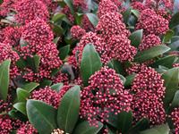 Tuinplant.nl Skimmia