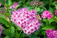 Spierstruik spirea