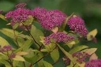 Tuinplant.nl Spierstruik spirea