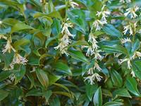 Tuinplant.nl Sarcococca